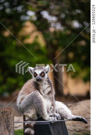A shot of ring tailed lemur 126603224