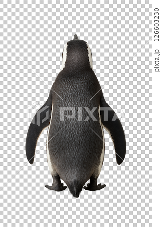 Humboldt penguin dorsal specimen 126603230