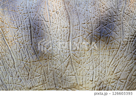 Animal skin texture 126603393