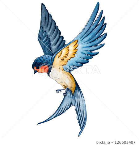 Watercolor Swallow Bird Illustration isolated white background 126603407