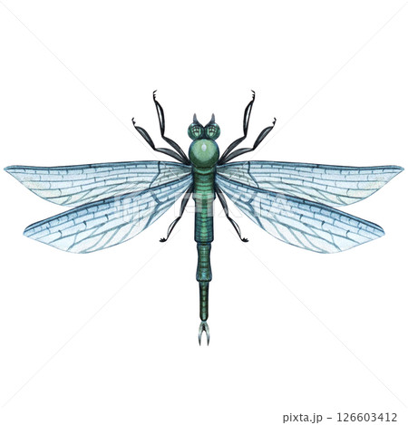 Watercolor Dragonfly Illustration isolated on white background Watercolor Dragonfly Illustration isolated on white background 126603412