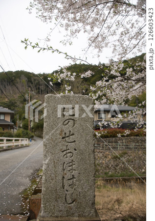 叡山電鉄鞍馬線 二ノ瀬駅近くの二ノ瀬大橋と桜 叡山電鉄鞍馬線 二ノ瀬駅近くの二ノ瀬大橋と桜 126603423