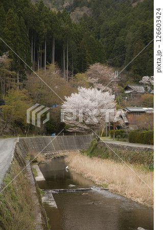 叡山電鉄鞍馬線　二ノ瀬駅近くの鞍馬川と満開の桜 126603424