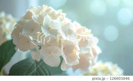 鮮やかな白色の紫陽花のクローズアップ4 126603846