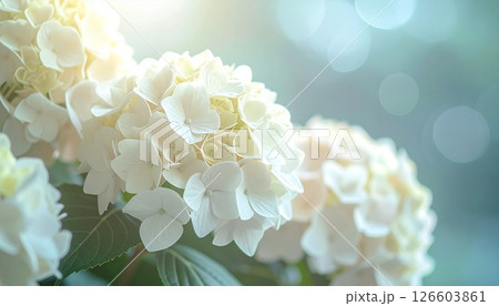 鮮やかな白色の紫陽花のクローズアップ3 126603861