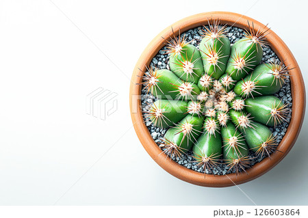 Minimalist aesthetic. For home decor.  Potted cactus with spines on a white background. Top view. 126603864