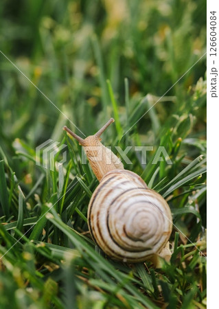 Pale spiral-shelled snail moving forward through tall green grass, captured from behind in a detailed outdoor macro shot Pale spiral-shelled snail moving forward through tall green grass, captured from behind in a detailed outdoor macro shot 126604084