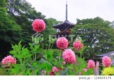 岡寺(奈良県明日香村)境内に咲くダリア 岡寺(奈良県明日香村)境内に咲くダリア 126604174