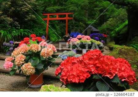 岡寺(奈良県明日香村)境内に咲くアジサイ 岡寺(奈良県明日香村)境内に咲くアジサイ 126604187