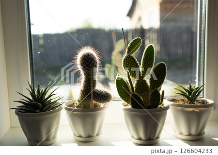 Beautiful Indoor Succulent Plants on a Window Sill Bathed in Warm Sunlights Glow Beautiful Indoor Succulent Plants on a Window Sill Bathed in Warm Sunlights Glow 126604233