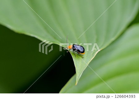クロウリハムシ 126604393