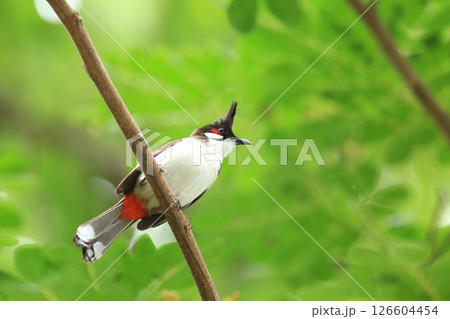 bird is looking for prey on a tree branch 126604454