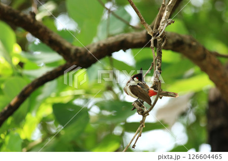 bird is looking for prey on a tree branch 126604465
