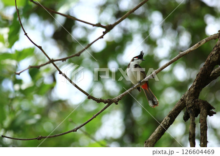 bird is looking for prey on a tree branch bird is looking for prey on a tree branch 126604469