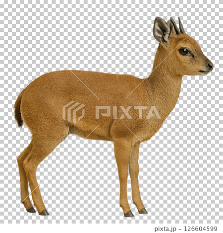 山羚羊側視圖 126604599