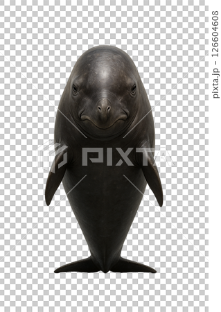 スナメリの正面姿 126604608