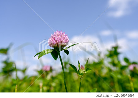 野原に咲くムラサキツメクサ 126604684