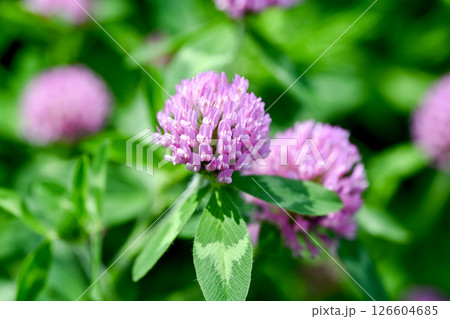 野原に咲くムラサキツメクサ 126604685