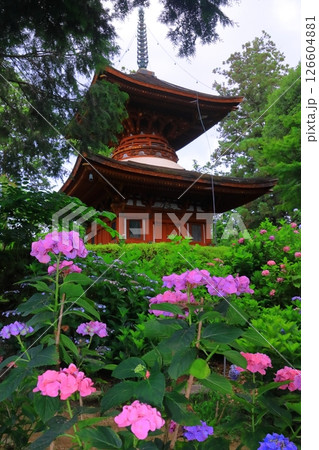 久米寺(奈良県橿原市)に咲くアジサイの花 久米寺(奈良県橿原市)に咲くアジサイの花 126604881