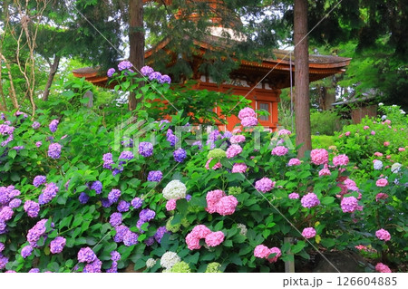 久米寺（奈良県橿原市）に咲くアジサイの花 126604885