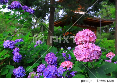 久米寺(奈良県橿原市)に咲くアジサイの花 久米寺(奈良県橿原市)に咲くアジサイの花 126604886