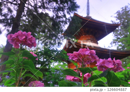 久米寺（奈良県橿原市）に咲くアジサイの花 126604887