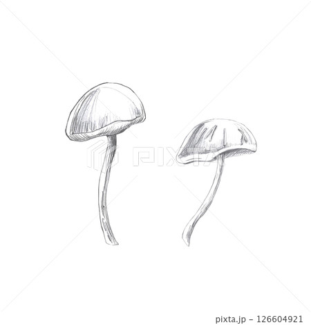 Set of two mushrooms. Isolated pencil illustration on the theme of a magical forest for the design of coloring books, cards, Halloween theme parties, printing on fabrics. 126604921