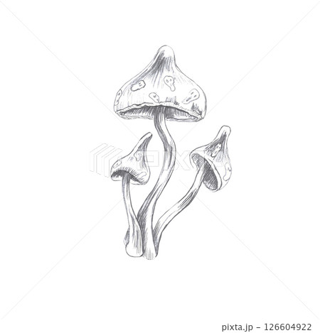 Set of three fantastic inedible mushrooms. Isolated pencil illustration on the theme of a magical forest for the design of coloring books, cards, Halloween theme parties, printing on fabrics. 126604922