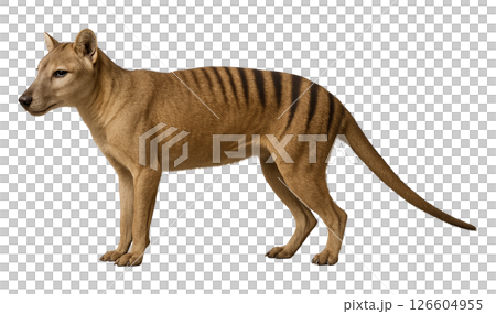 袋狼的側視圖 126604955