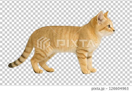 Sand cat profile Sand cat profile 126604963