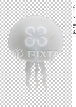 ミズクラゲの上面図 126604985