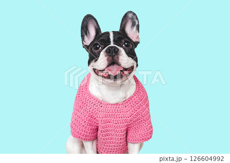 Cute puppy and knitted winter sweater. Studio shot 126604992