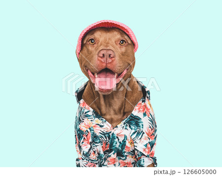 Cute, stylish dog, sun hat and shirt. Dog smile Cute, stylish dog, sun hat and shirt. Dog smile 126605000