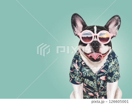 Cute puppy, sunglasses and bright shirt. Dog smile Cute puppy, sunglasses and bright shirt. Dog smile 126605001