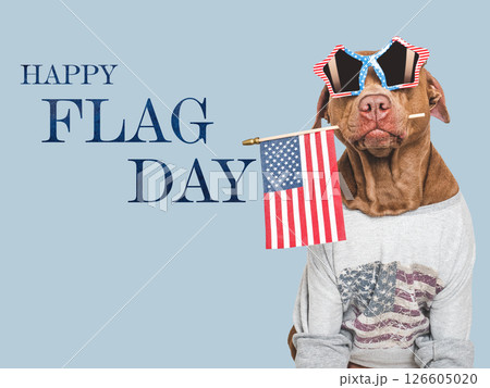 Happy Flag Day. Cute dog and American Flag Happy Flag Day. Cute dog and American Flag 126605020