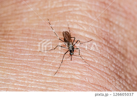 血を吸うヒトスジシマカ 126605037