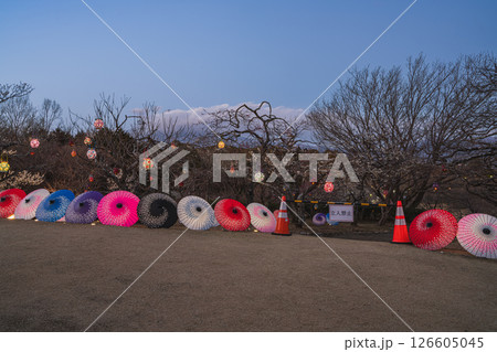 富士市にある岩本山公園のライトアップされた和傘の風景(静岡県) 126605045