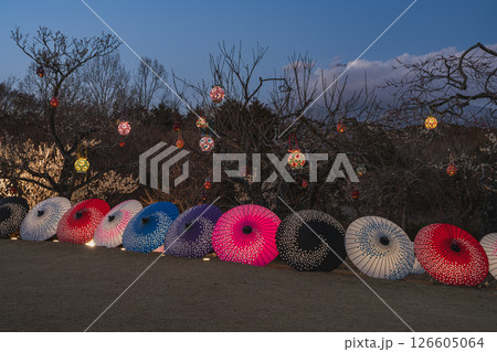 富士市にある岩本山公園のライトアップされた和傘の風景(静岡県) 126605064
