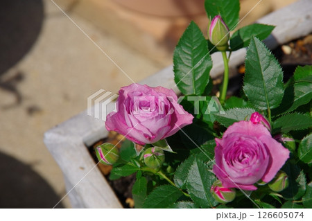 ミニバラ 126605074