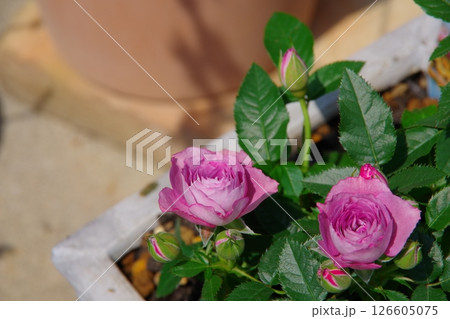 ミニバラ ミニバラ 126605075