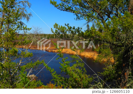 river among coniferous forest and rocks, northern nature river among coniferous forest and rocks, northern nature 126605110