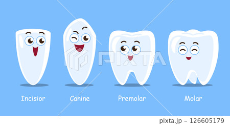 Types of human teeth . Dental cartoon characters illustration . Vector . Types of human teeth . Dental cartoon characters illustration . Vector . 126605179