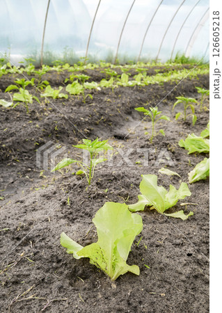 Vegetables in an organic greenhouse plantation, selective focus. 126605218