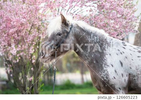 portrait of  cute pink appy pony posing against blossoming almond bush. at evening 126605223