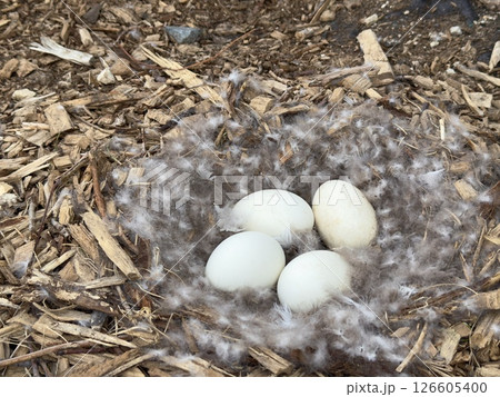 Nest with down and large white eggs of Canada goose, Branta canadensis Nest with down and large white eggs of Canada goose, Branta canadensis 126605400