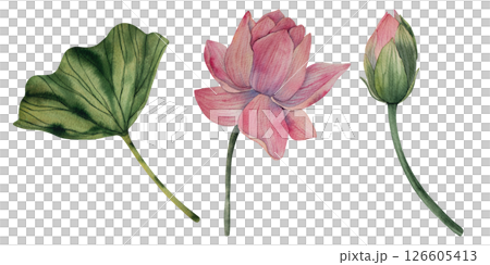 Hand drawn watercolor lotus flowers and leaf. Tropical flower of waterlily. Nature botanical illustration for packaging, branding, fabric, wedding design, decor, print. Hand drawn watercolor lotus flowers and leaf. Tropical flower of waterlily. Nature botanical illustration for packaging, branding, fabric, wedding design, decor, print. 126605413