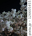 夜桜 126605455
