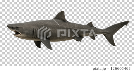 姥鯊的側面圖 姥鯊的側面圖 126605465