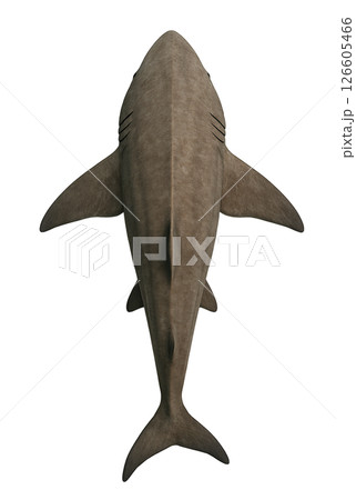 ウバザメの真上姿 ウバザメの真上姿 126605466