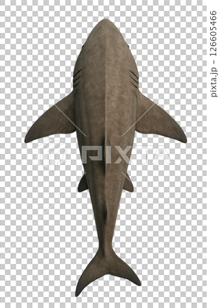 ウバザメの真上姿 ウバザメの真上姿 126605466